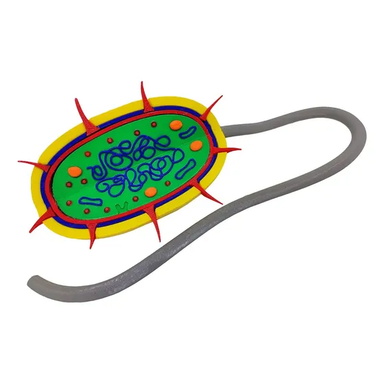 Célula Bactéria Procarionte