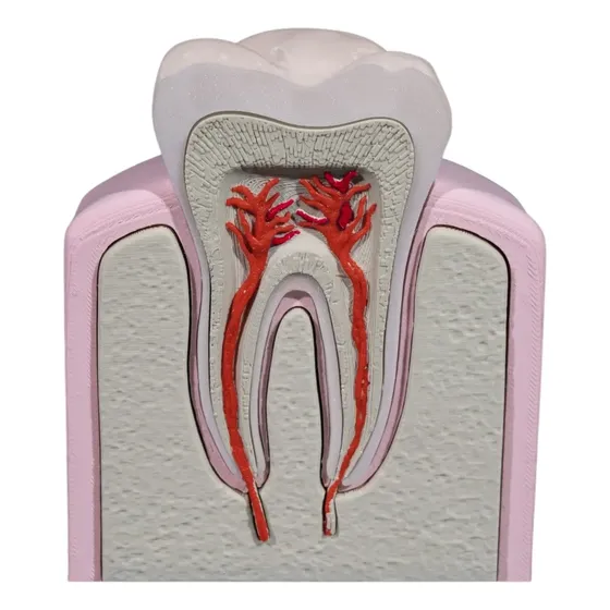 Modelo Anatômico Dente Molar