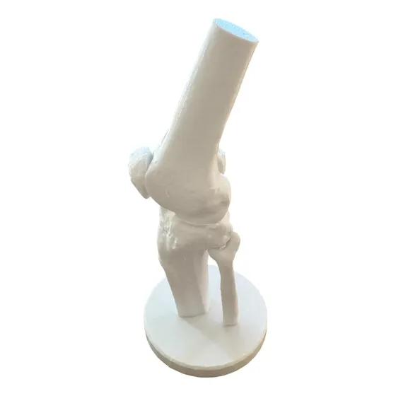 Modelo Joelho Humano Articulado